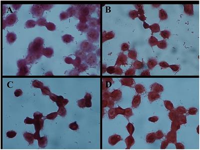 A Surface Protein From Lactobacillus plantarum Increases the Adhesion of Lactobacillus Strains to Human Epithelial Cells